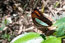 Image of Adelpha thoasa