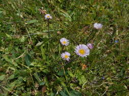 Image of alpine fleabane