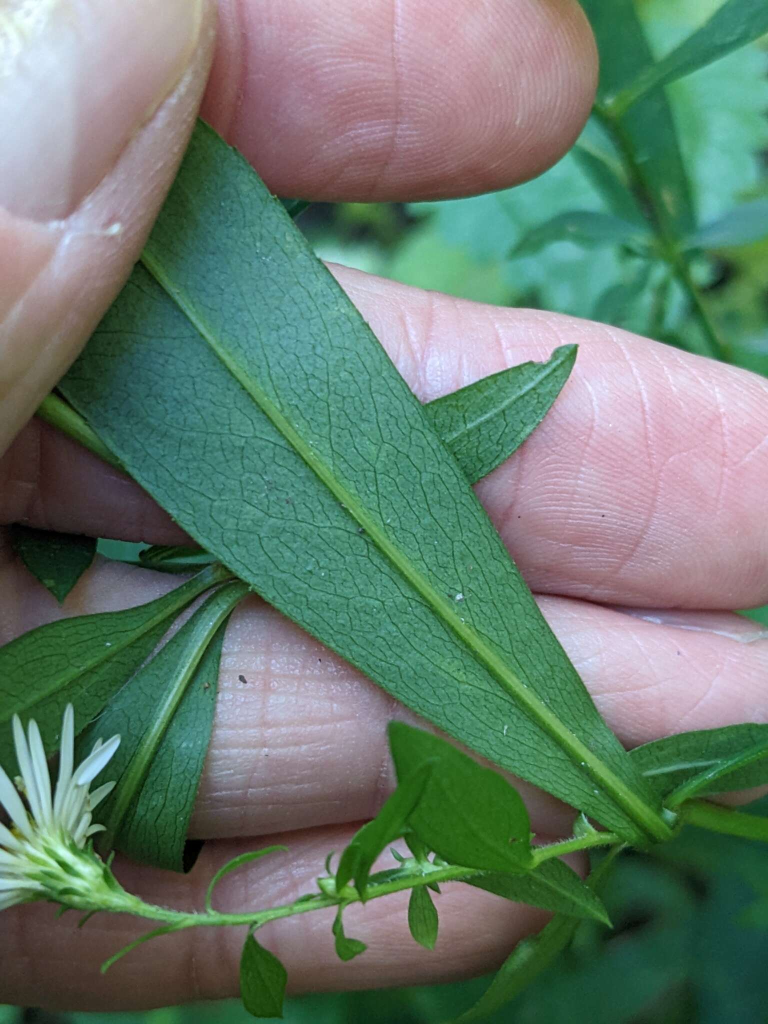 Image of Symphyotrichum ontarionis var. glabratum (Semple) L. Brouillet & D. Bouchard