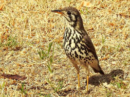 Image of Groundscraper Thrush