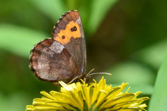 Image of Vidler's Alpine