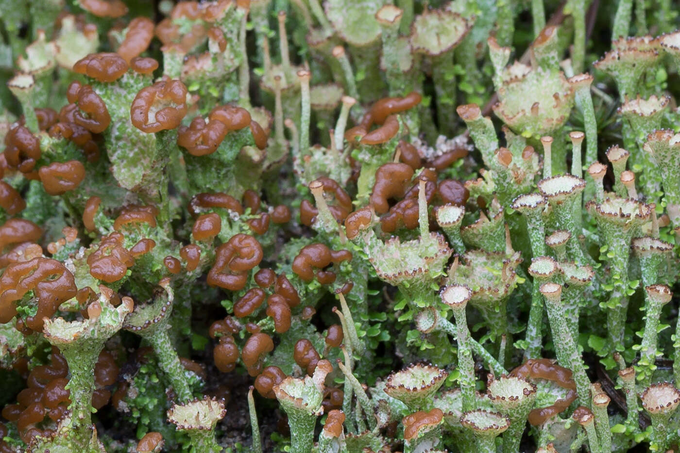 Image of cup lichen