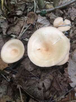 Image of funnel clitocybe