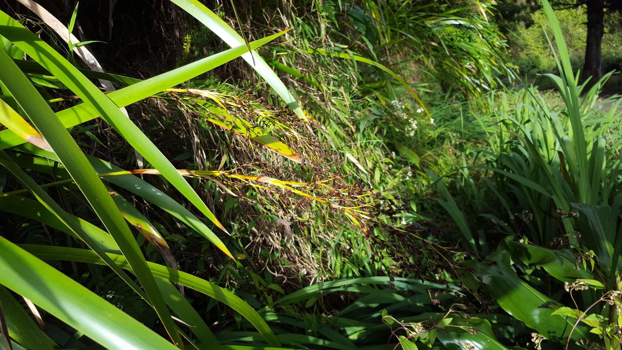 Image of Machaerina iridifolia (Bory) T. Koyama