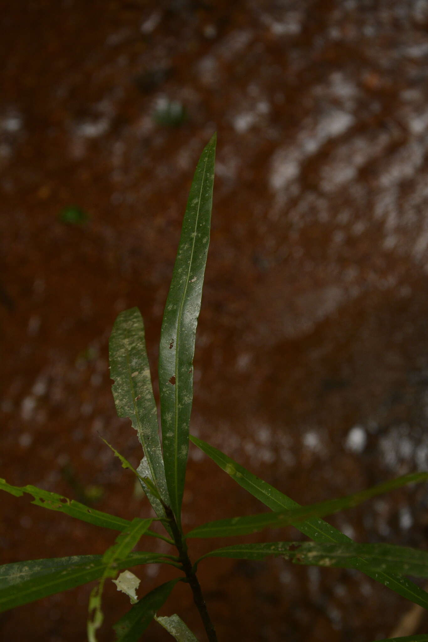 Image of Madhuca neriifolia (Moon) H. J. Lam
