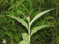 Image of Persicaria lanata (Roxb.) N. N. Tzvel.