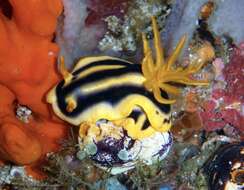 Image of Chromodoris joshi Gosliner & Behrens 1998