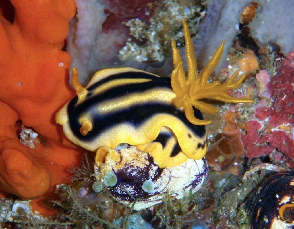 Image of Chromodoris joshi Gosliner & Behrens 1998