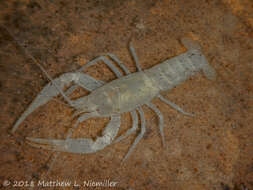 Image of Cambarus subterraneus Hobbs Iii 1993