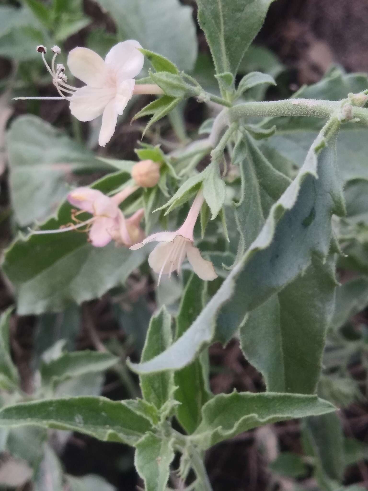 Слика од Tetraclea coulteri A. Gray