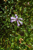 Image of Dipyrena juncea (Gillies & Hook.) Ravenna