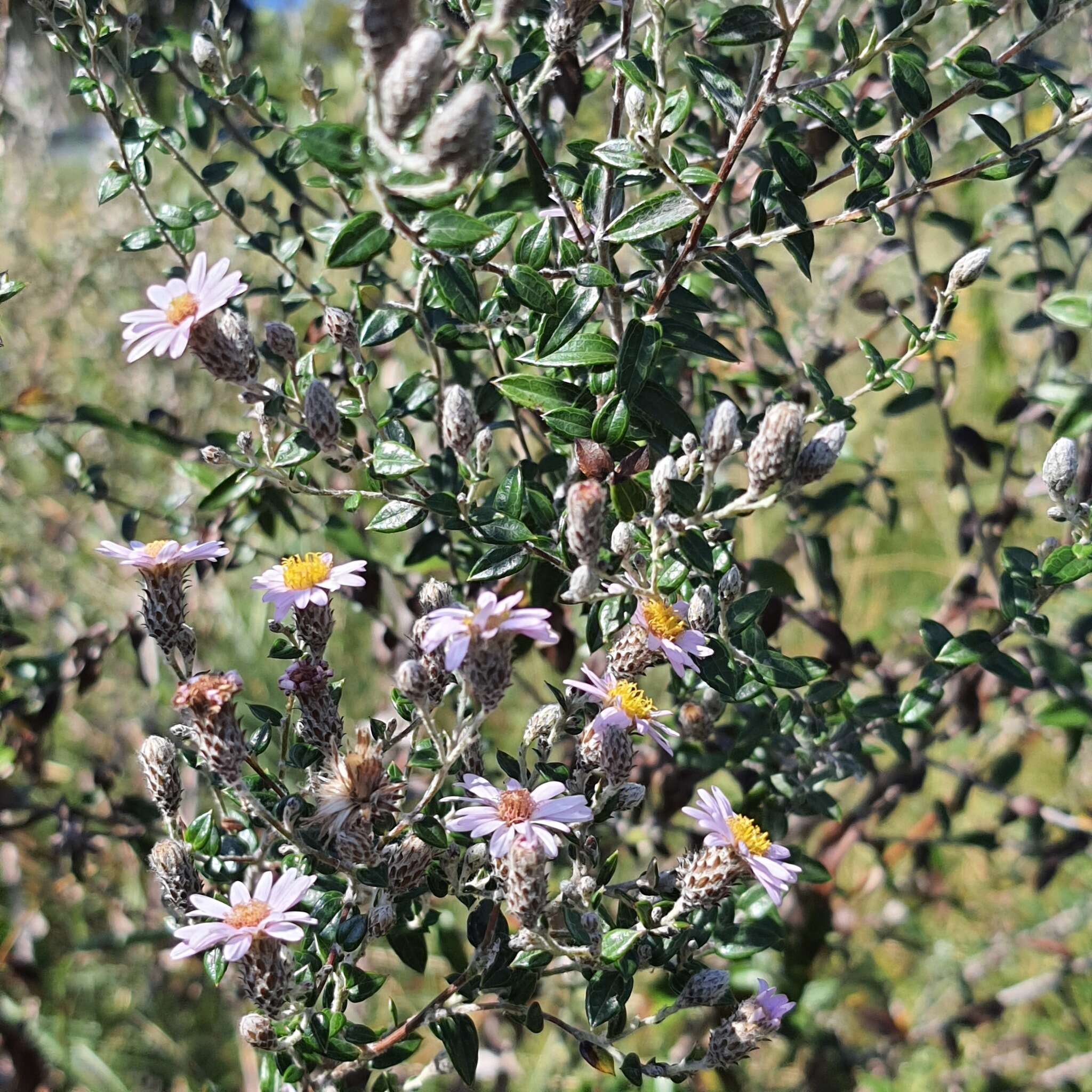 Image of Athrixia phylicoides DC.