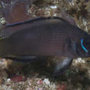 Image of Lyretail dottyback