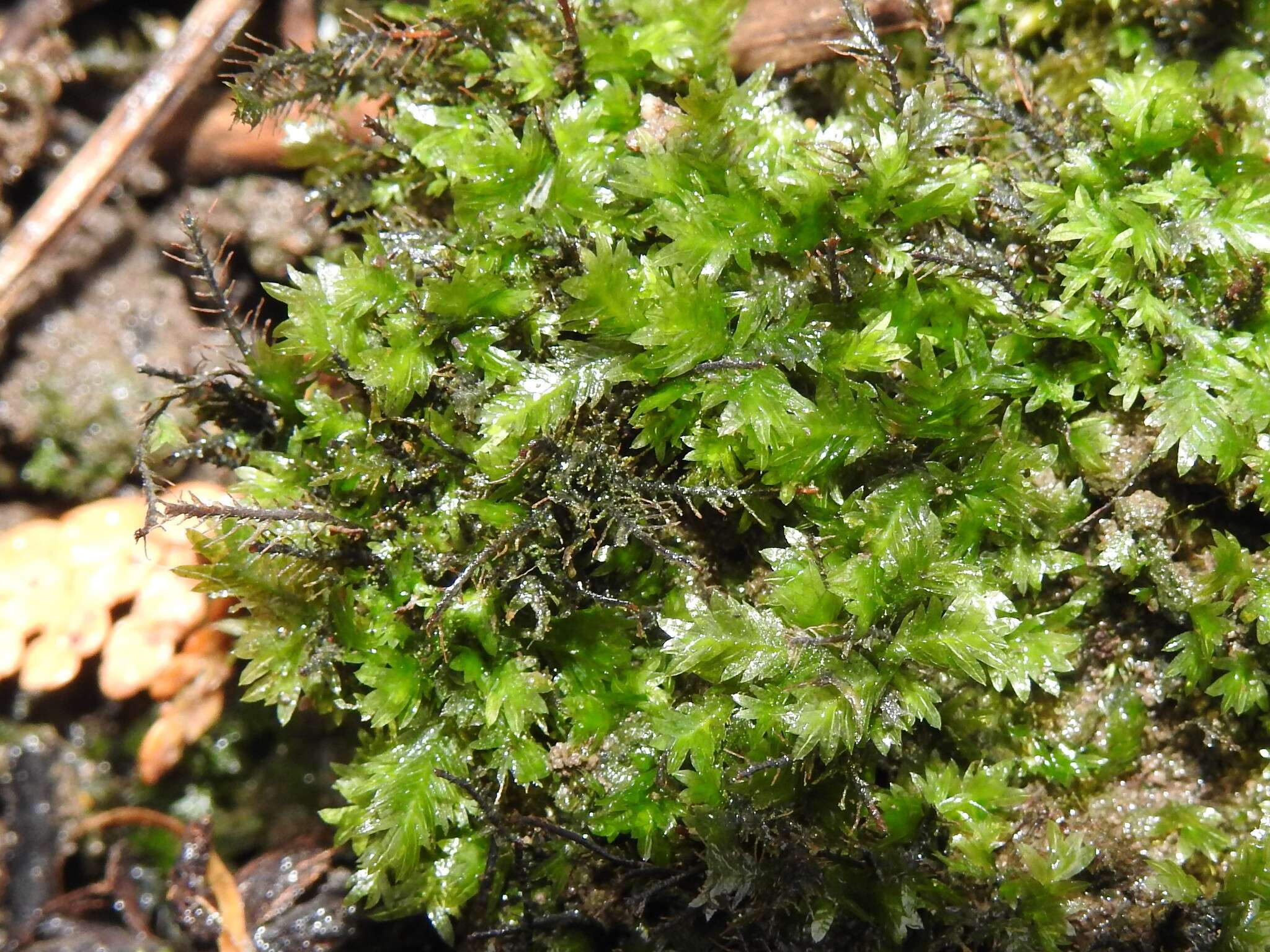 Image of fissidens moss