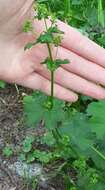 Image of Alchemilla devestiens Juz.