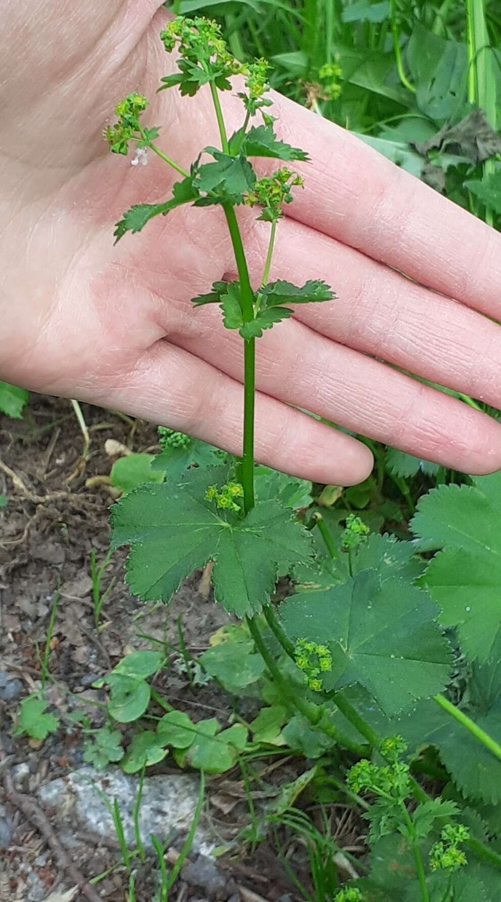 Image of Alchemilla devestiens Juz.