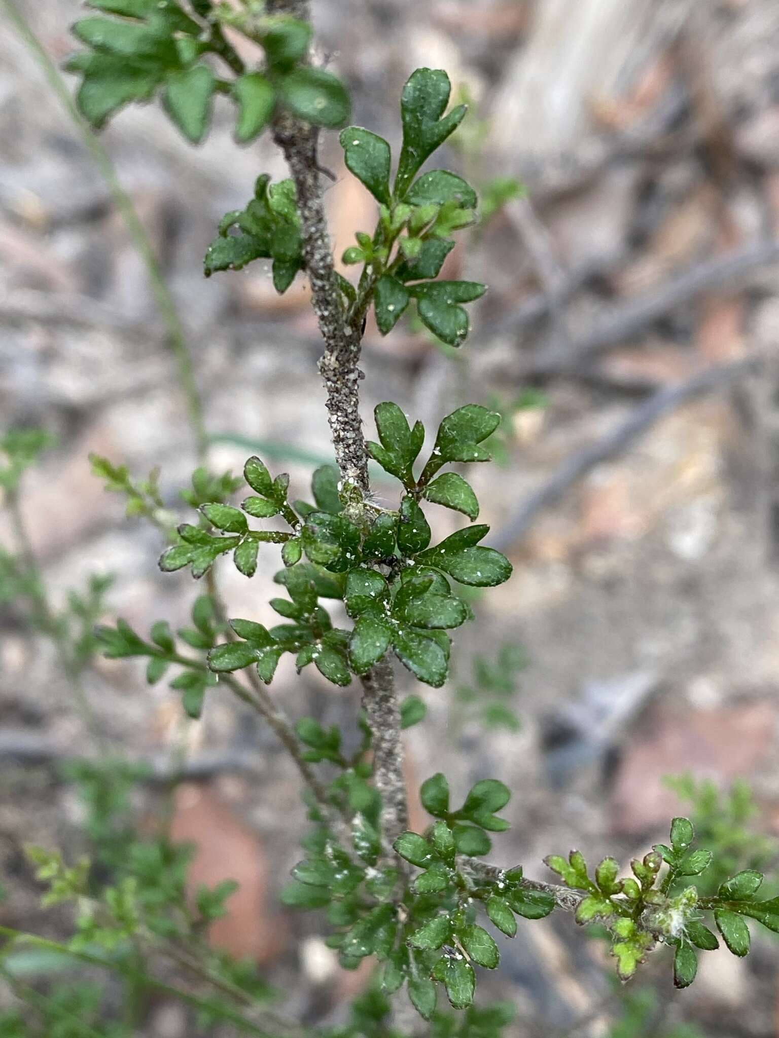 Image of Xanthosia stellata J. M. Hart & M. J. Henwood