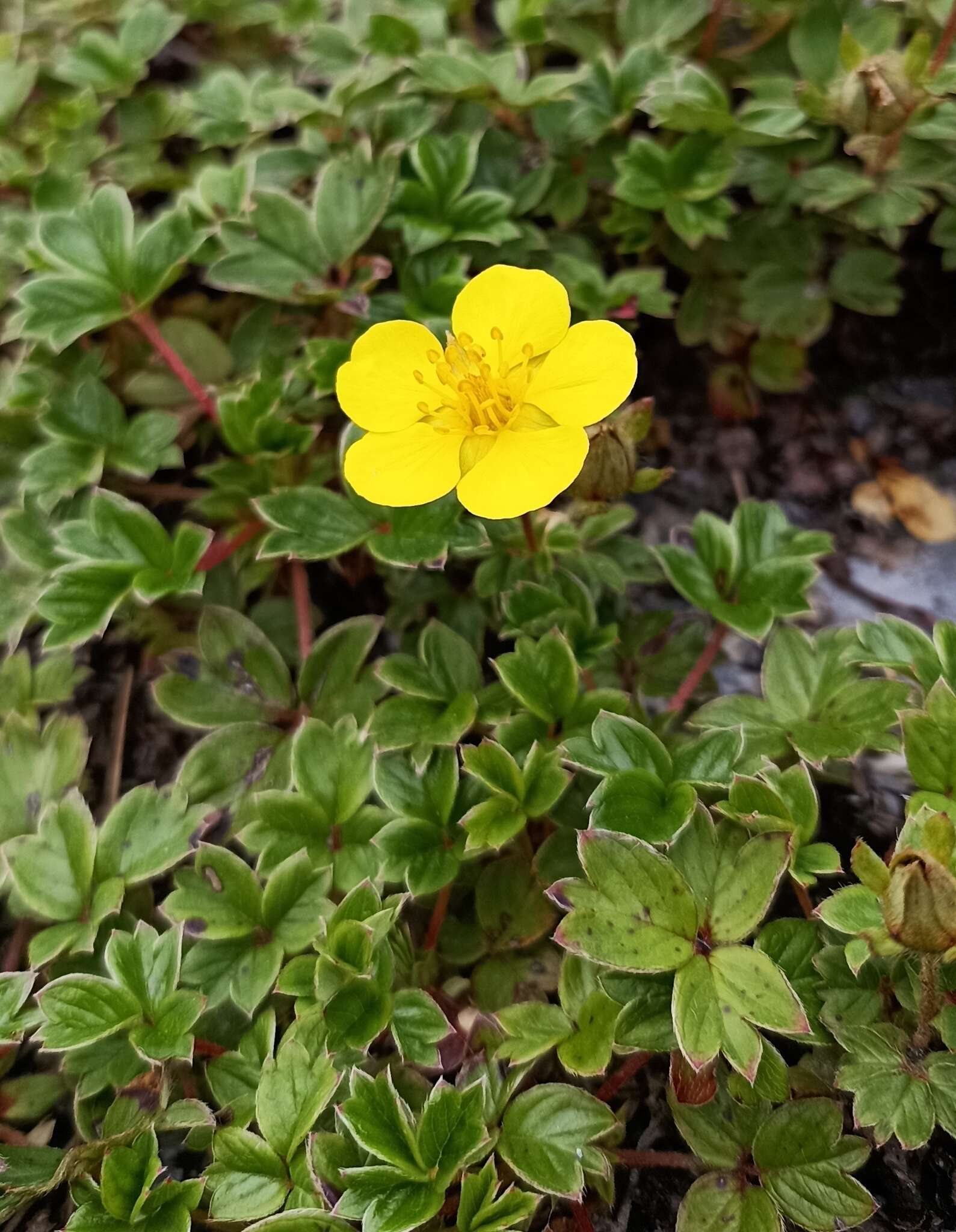 Image of Sibbaldia cuneifolia (Bertol.) Paule & Soják