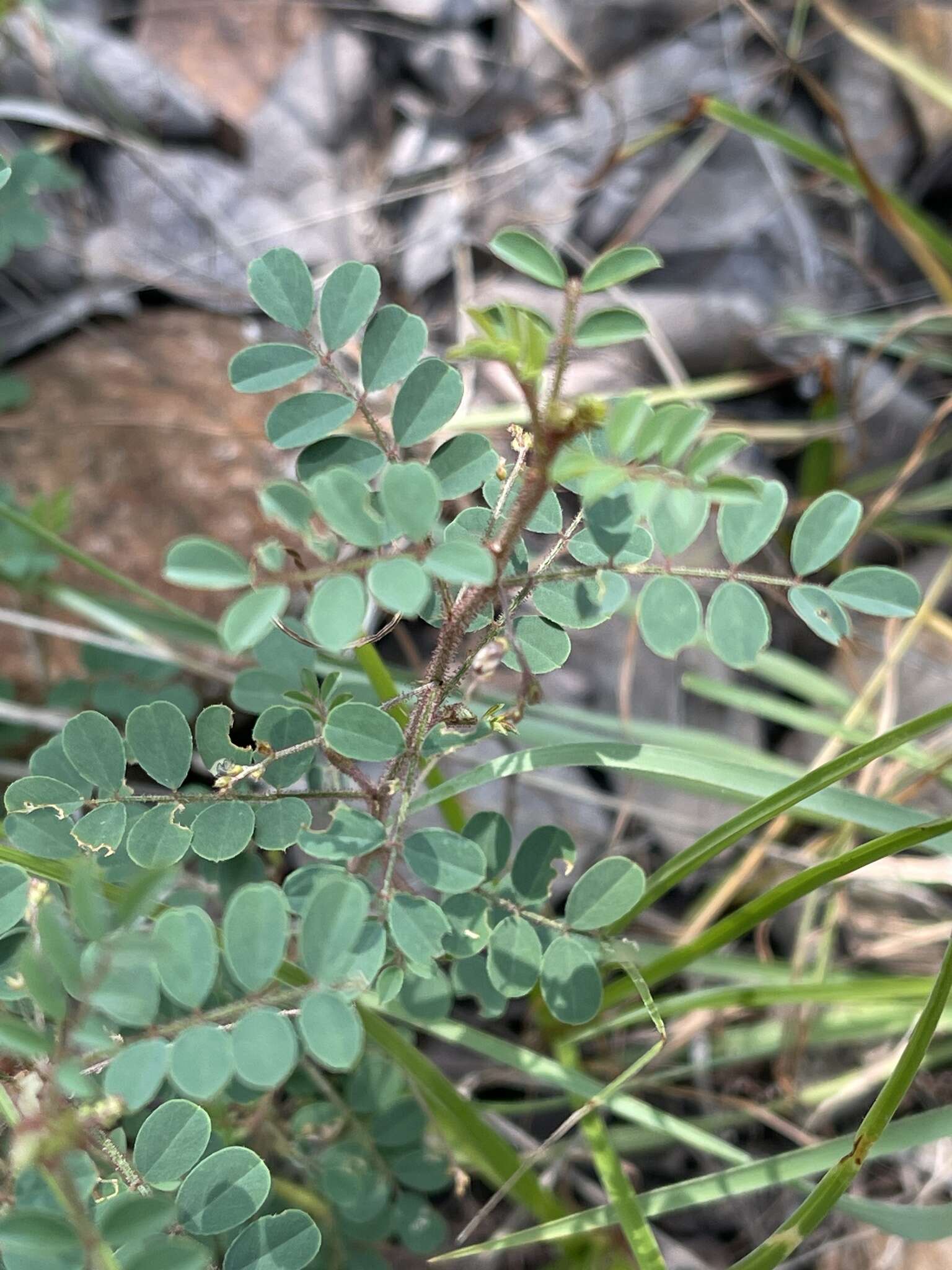 Sivun Indigofera adenoides Baker fil. kuva