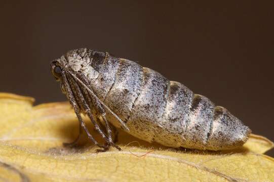 Image of Fall Cankerworm