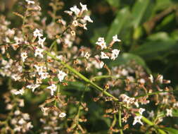 Image of lemon beebrush