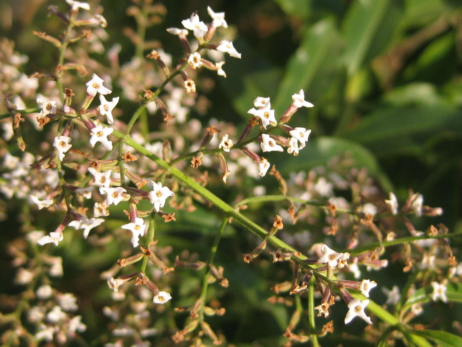 Image of lemon beebrush