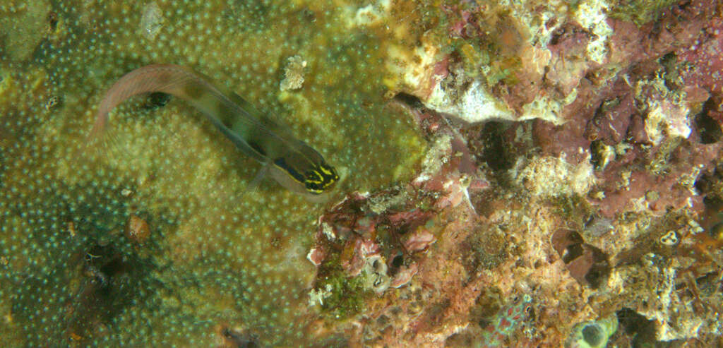 Image of Banda coralblenny