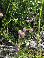 Image of Little-Leaf Milkwort