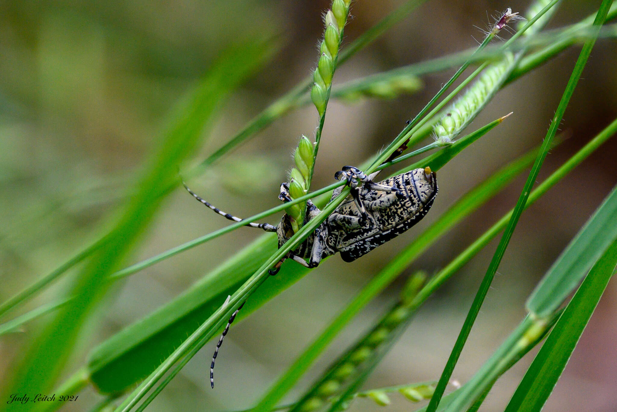 Image of Rhytiphora solida (Pascoe 1863)