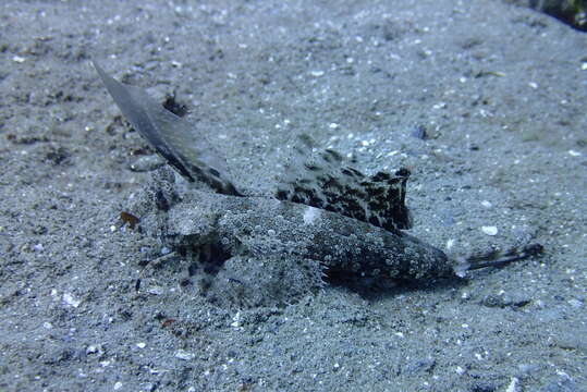 Image of Orange and black dragonet