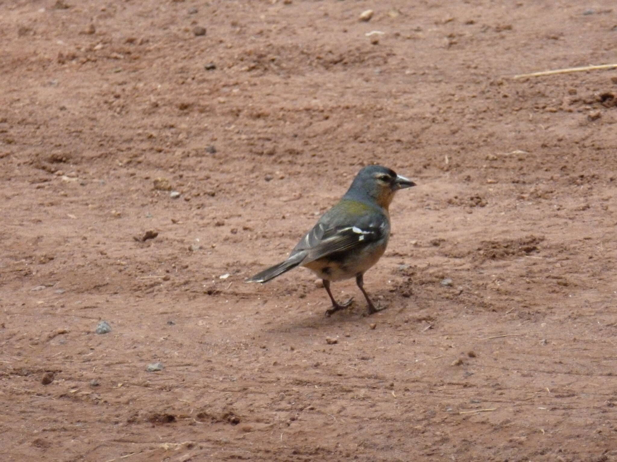 Image of Fringilla coelebs moreletti Pucheran 1859