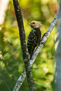 Image of Blond-crested Woodpecker