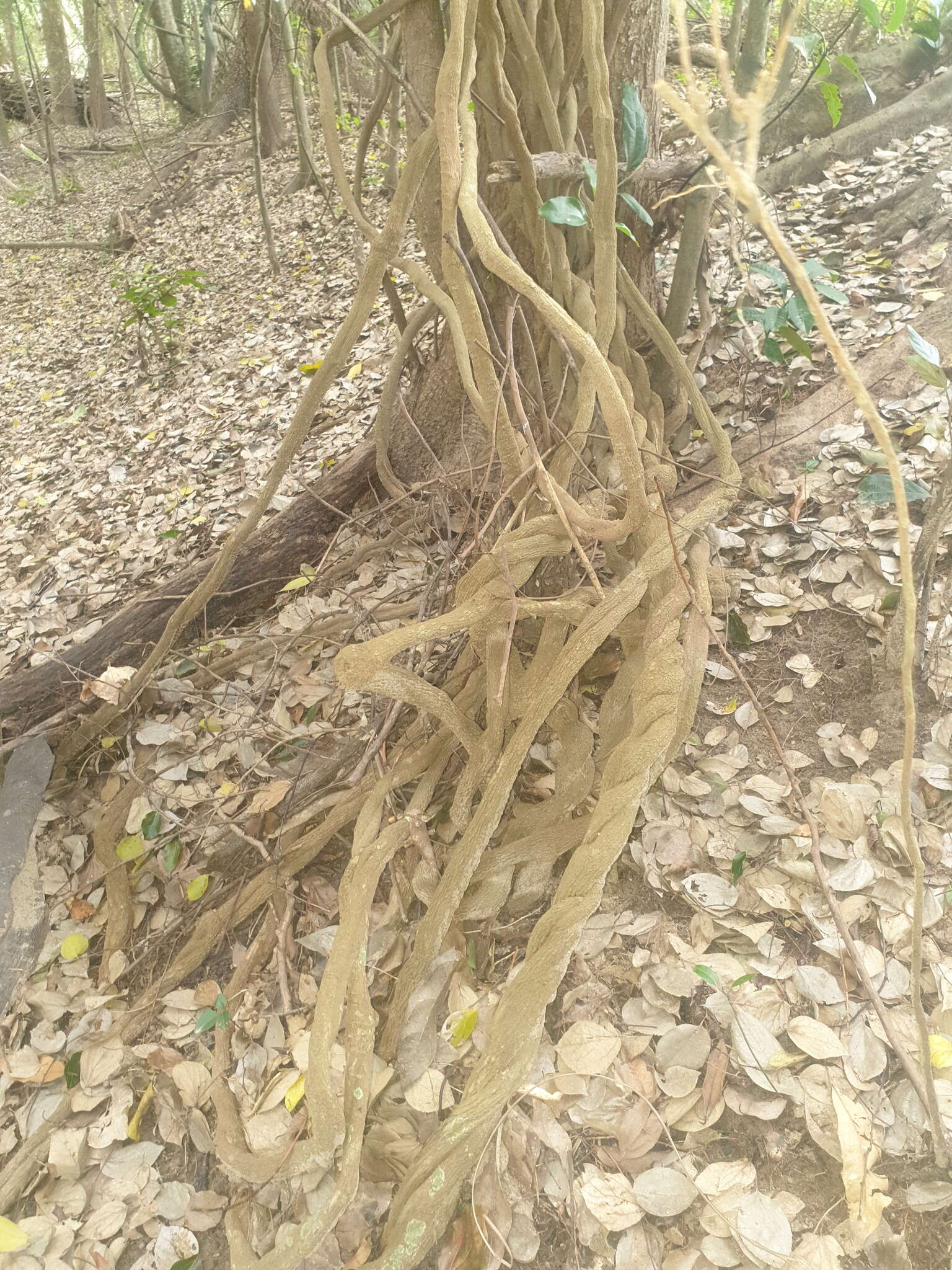 صورة Aristolochia praevenosa F. Müll.