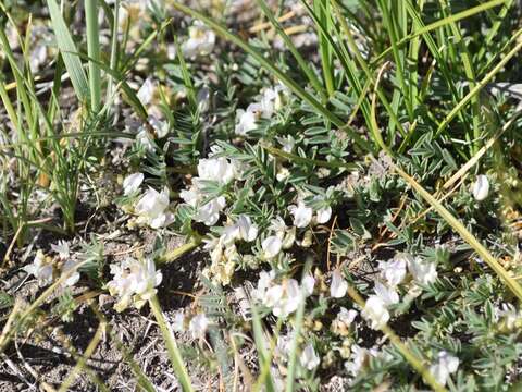 Imagem de Astragalus lemmonii A. Gray