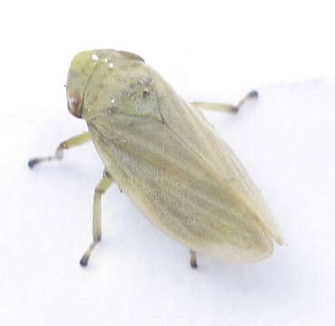 Image of Philaenus