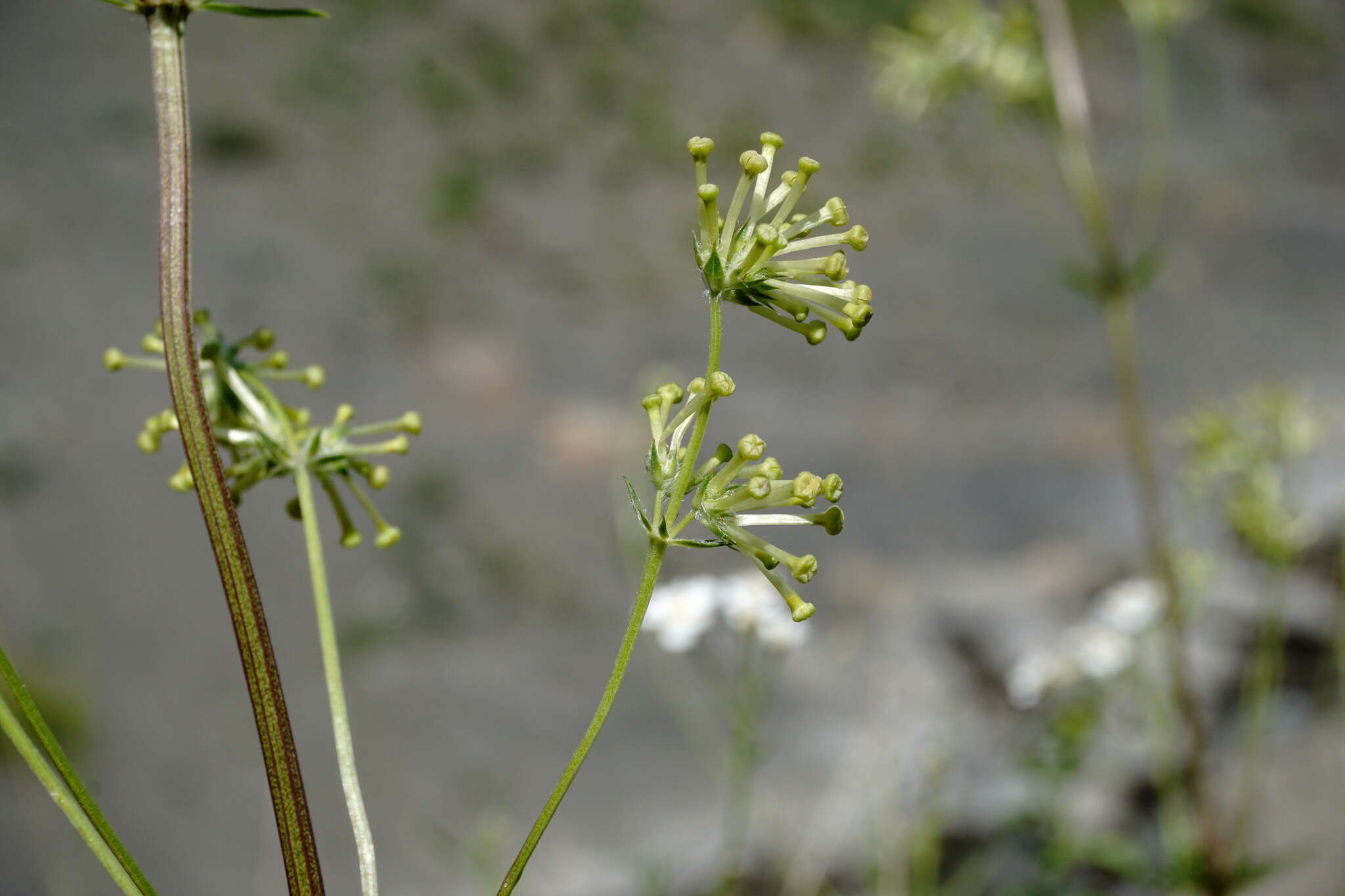 Plancia ëd Asperula molluginoides (M. Bieb.) Rchb.