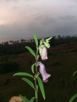 Image of Sesamum indicum subsp. malabaricum (Burm.) Bedigian