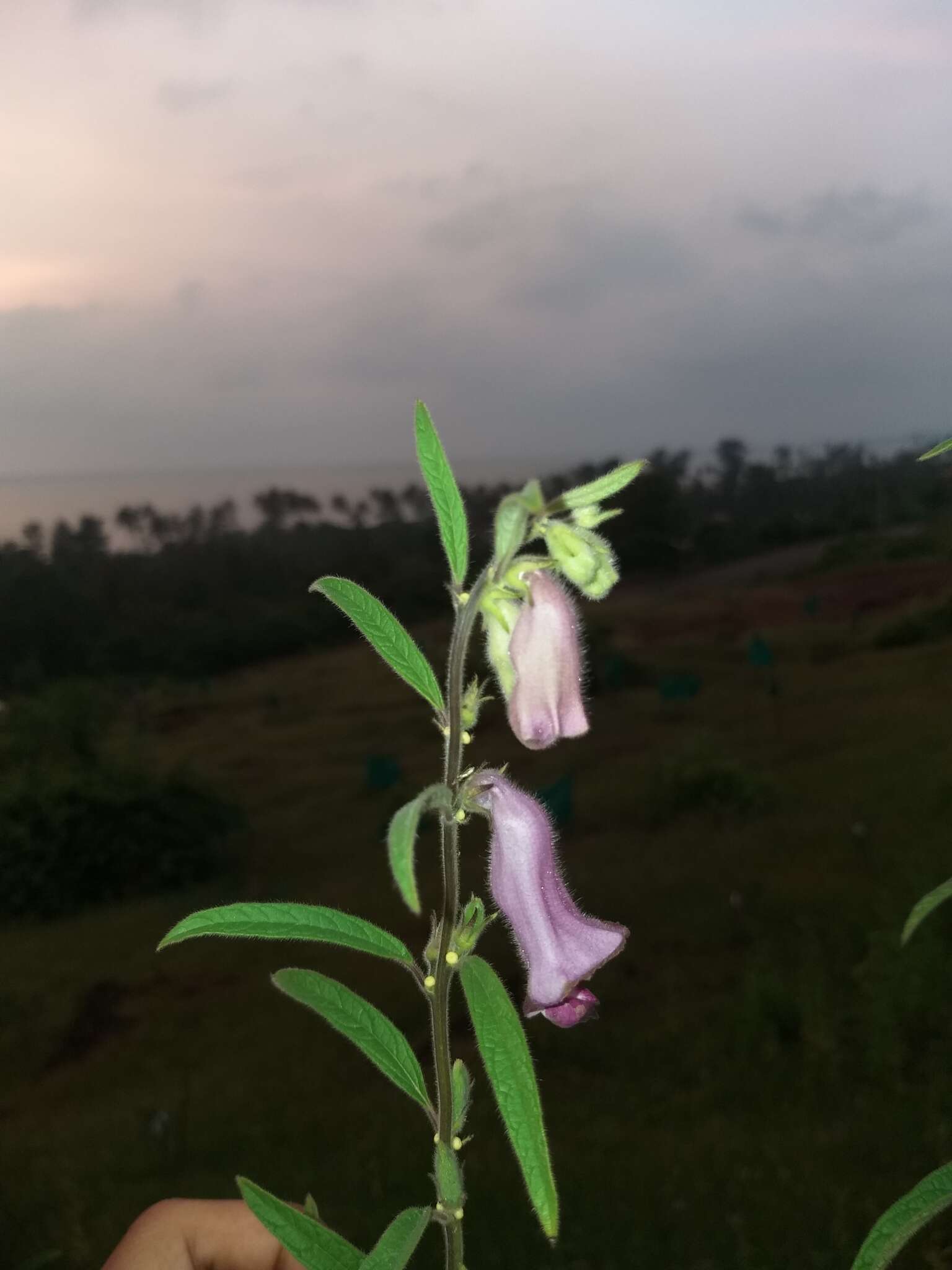 Sivun Sesamum indicum subsp. malabaricum (Burm.) Bedigian kuva