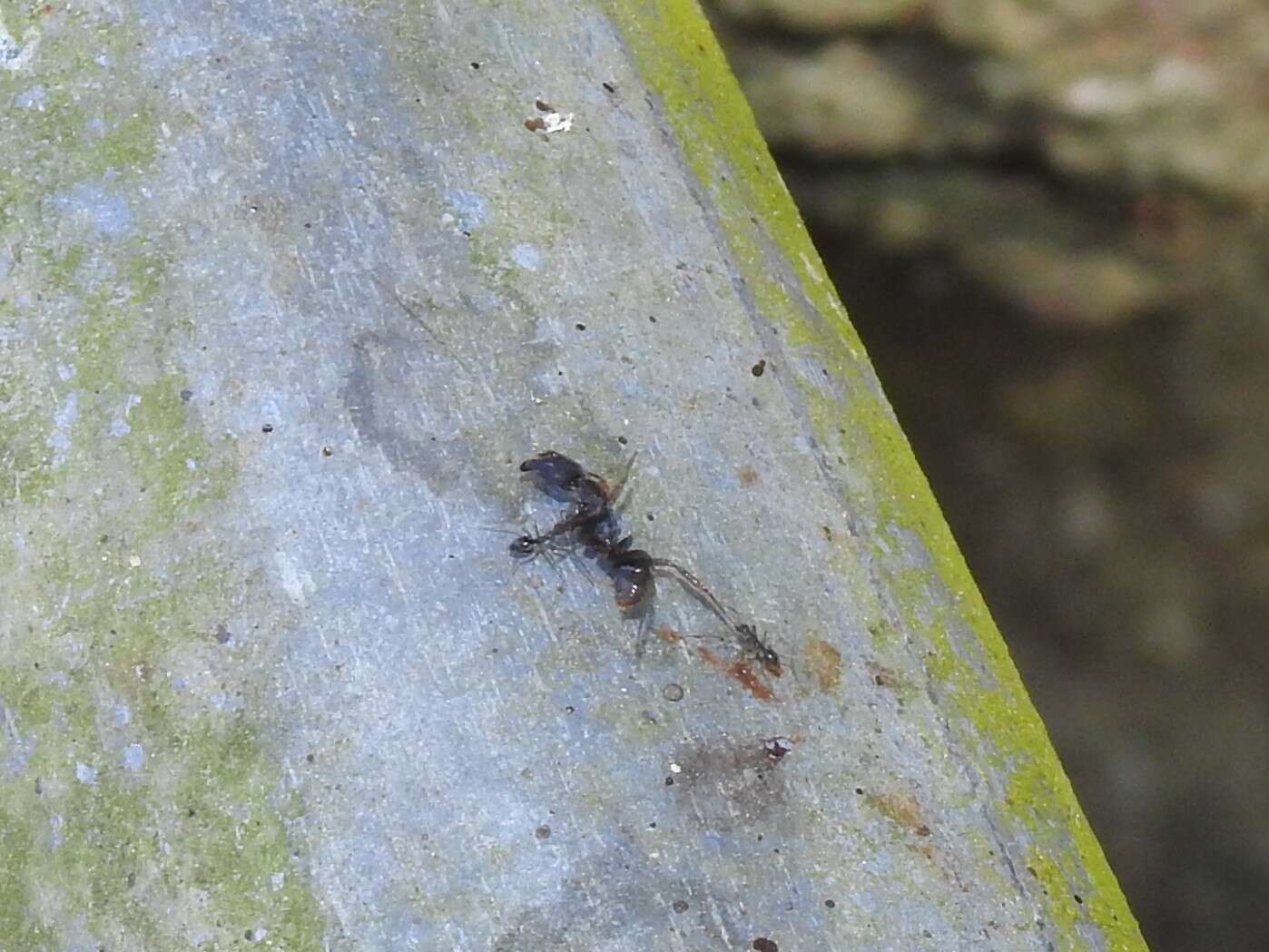 Image of <i>Odontoponera denticulata</i> (Smith)