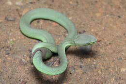 Image of Nepal pitviper