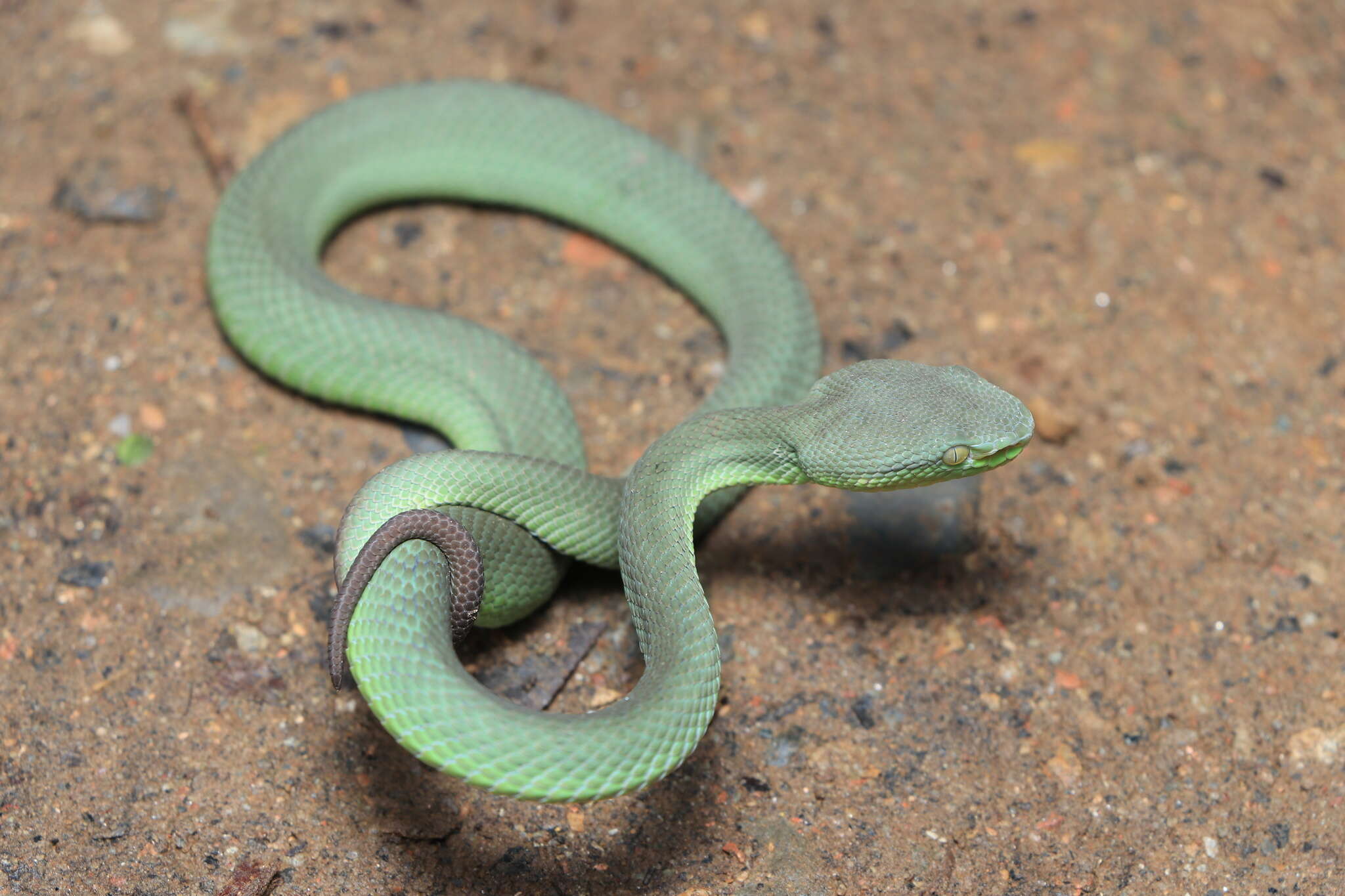 Image of Nepal pitviper