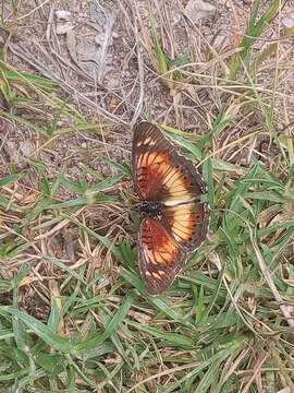 Image of Junonia sophia infracta Butler 1888