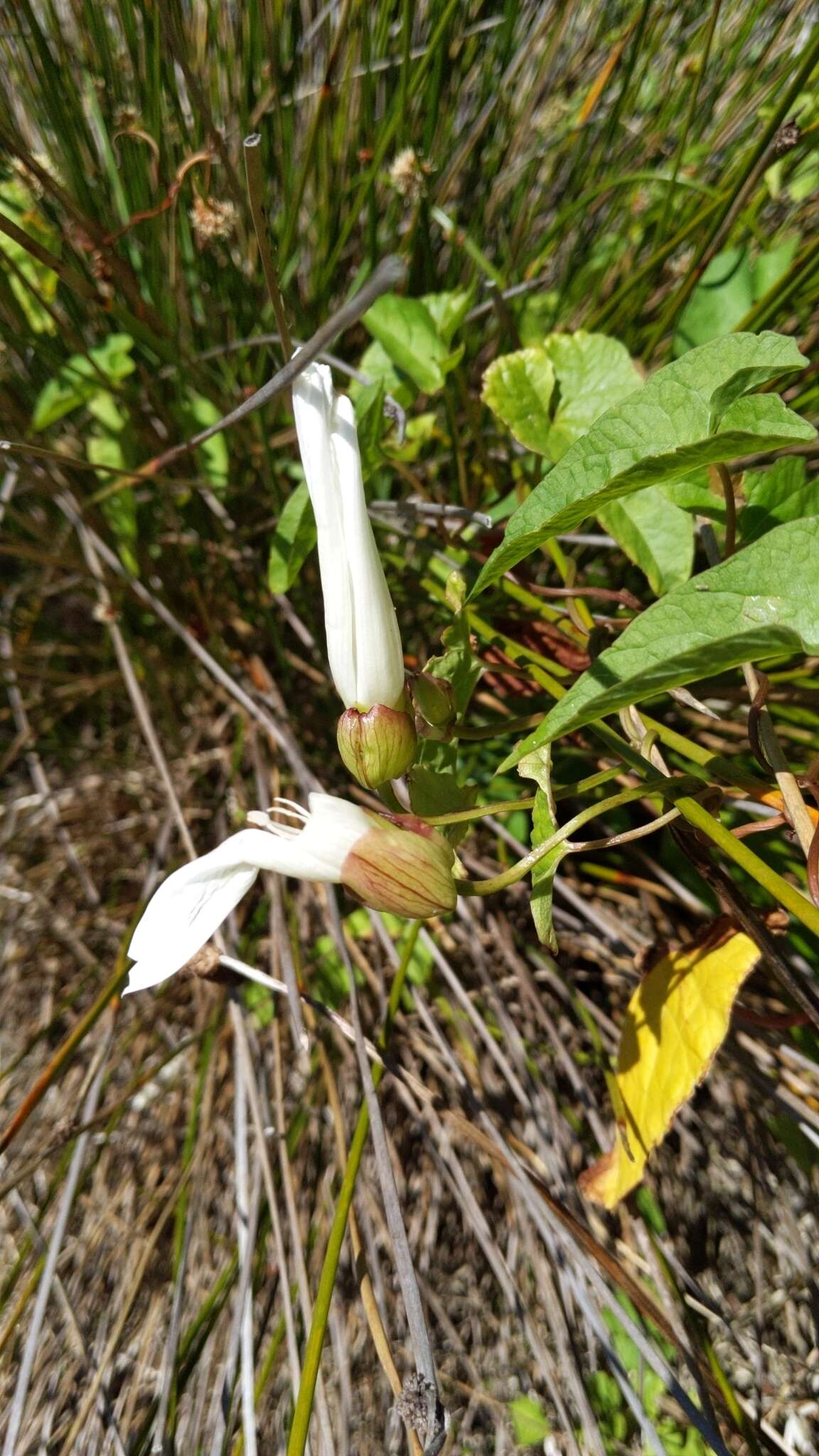 Image de Calystegia silvatica subsp. disjuncta R. K. Brummitt