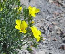 Linum pallasianum Schultes resmi