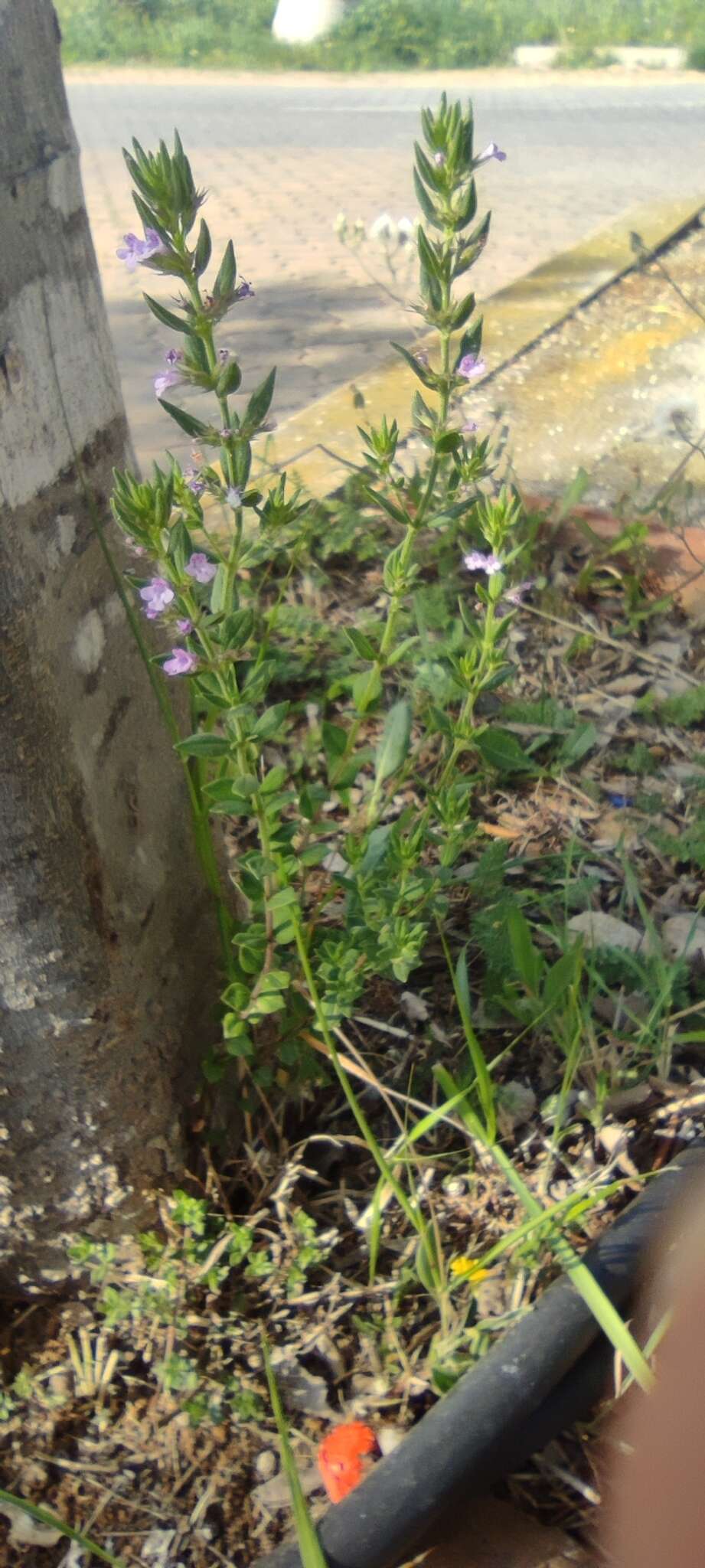 Слика од Micromeria graeca (L.) Benth. ex Rchb.