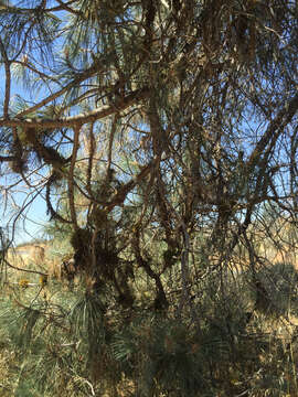 Image of western dwarf mistletoe