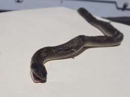 Image of Grey Snake