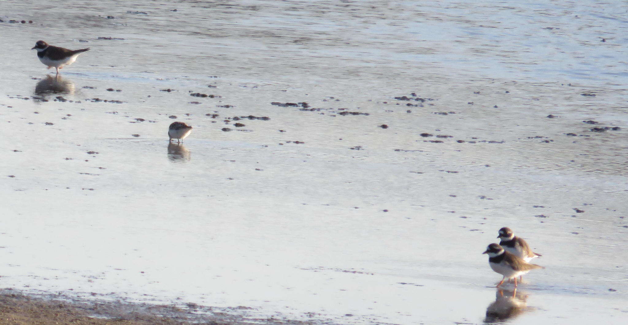 Sivun Charadrius hiaticula tundrae (Lowe 1915) kuva