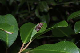 Image of Polistes stigma townsvillensis Giordani Soika 1975