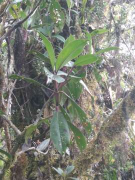 Image of Hedyosmum maximum (O. Ktze.) K. Schum.